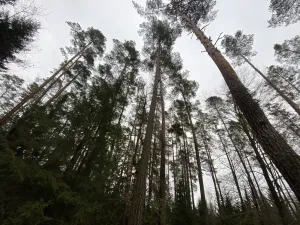 Prodej lesa, Veliny, 16002 m2