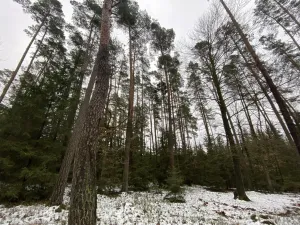 Prodej lesa, Veliny, 16002 m2