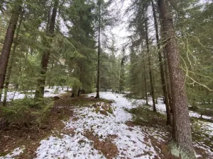 Prodej lesa, Veliny, 4431 m2