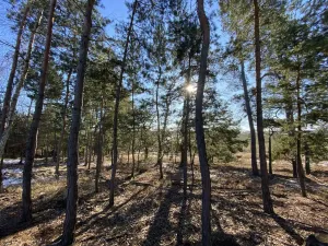 Prodej lesa, Veliny, 882 m2