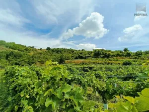 Prodej sadu/vinice, Pouzdřany, 1120 m2