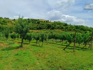 Prodej sadu/vinice, Pouzdřany, 1120 m2