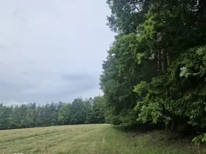 Prodej lesa, Paceřice, 4924 m2