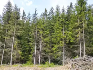 Prodej lesa, Černovice, 5230 m2