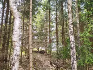 Prodej lesa, Černovice, 5230 m2