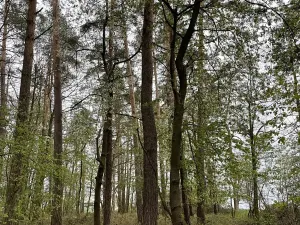 Prodej lesa, Plzeň, 5650 m2