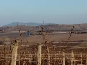 Prodej sadu/vinice, Novosedly, 10093 m2