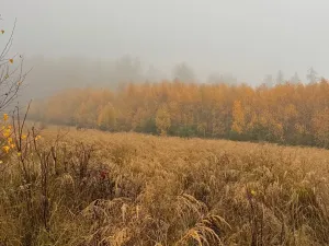 Prodej podílu lesa, Úboč, 4513 m2