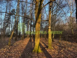 Prodej lesa, Jistebník, 5452 m2