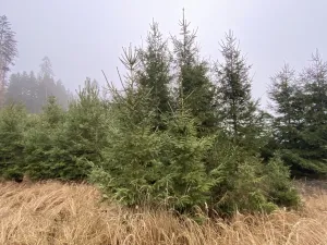 Prodej lesa, Městečko Trnávka - Lázy, 6313 m2