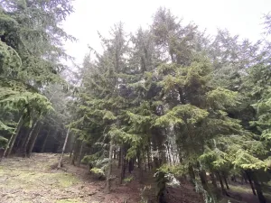 Prodej lesa, Městečko Trnávka - Lázy, 32904 m2