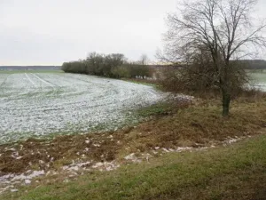 Dražba louky, Chotěšice, 11382 m2