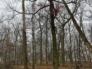 Prodej lesa, Citonice, 1777 m2