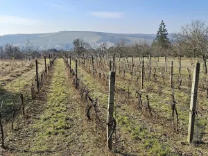 Prodej rodinného domu, Boršice, 280 m2