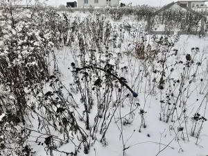 Prodej pozemku pro bydlení, Tachov, Květná, 638 m2