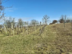 Prodej rodinného domu, Boršice, 280 m2