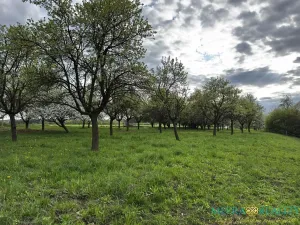 Prodej pozemku pro bydlení, Bílé Poličany, 2980 m2