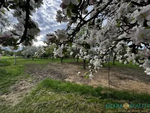 Prodej pozemku pro bydlení, Bílé Poličany, 2980 m2