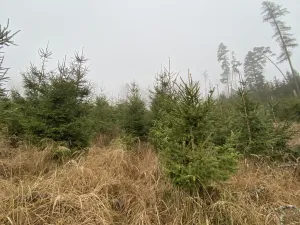 Prodej lesa, Městečko Trnávka - Lázy, 6313 m2