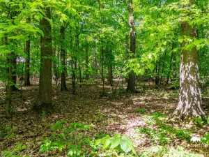 Prodej lesa, Petrov, 6490 m2