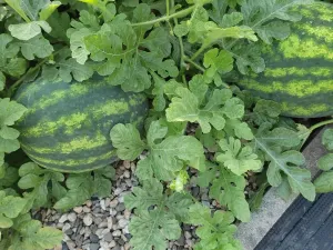 Prodej zahrady, Jirkov, 356 m2