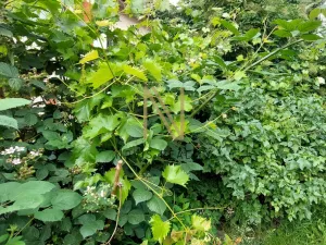 Pronájem bytu 1+1, Domažlice, náměstí Míru, 31 m2