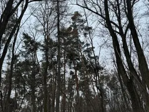 Prodej lesa, Týnec nad Labem, 7079 m2