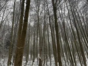 Prodej lesa, Velké Losiny, 7690 m2