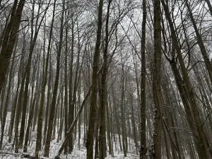 Prodej lesa, Velké Losiny, 7690 m2