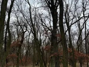 Prodej podílu lesa, Lesonice, 1518 m2