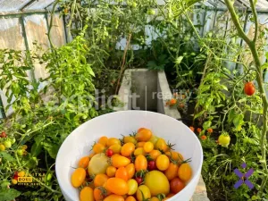 Prodej zahrady, Zlín - Malenovice, 581 m2