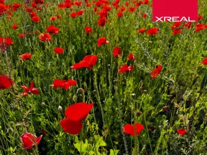 Prodej rodinného domu, Kamenice, Lomená, 157 m2