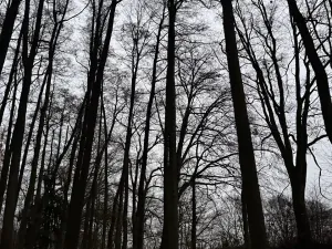 Prodej lesa, Předslav, 6263 m2