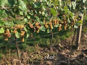 Prodej pozemku, Mutěnice, 3399 m2