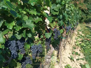 Prodej pozemku, Mutěnice, 3399 m2