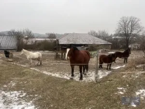 Prodej zemědělského objektu, Pavlov, 2020000 m2