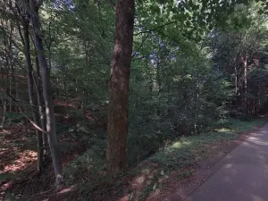 Prodej lesa, Hartinkov, 8121 m2