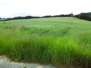 Prodej pozemku pro bydlení, Oskava, 1250 m2