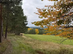 Prodej lesa, Chrášťany, 11900 m2