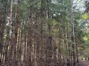 Prodej lesa, Chrášťany, 11900 m2