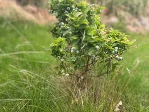 Prodej rodinného domu, Čistá, Tyršova, 130 m2