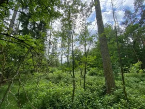 Prodej lesa, Blížejov - Lštění, 4624 m2