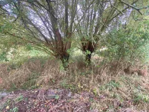 Prodej pozemku, Dolní Bukovsko - Bzí, 588 m2