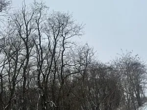 Prodej podílu lesa, Ivančice, 2330 m2