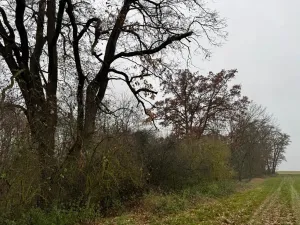 Prodej lesa, Boreč, 3833 m2