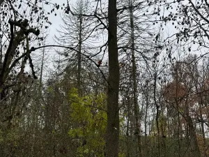 Prodej lesa, Boreč, 3833 m2