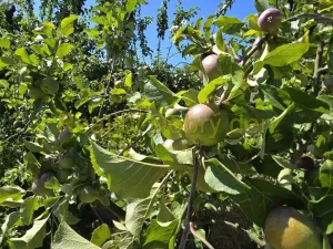 Pronájem zahrady, Opava, Těšínská, 300 m2