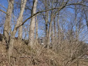 Prodej lesa, Raspenava, 656 m2