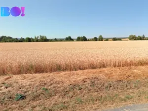 Prodej pole, Senice na Hané, 7577 m2