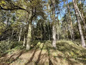 Prodej lesa, Lipí - Kaliště u Lipí, 23659 m2